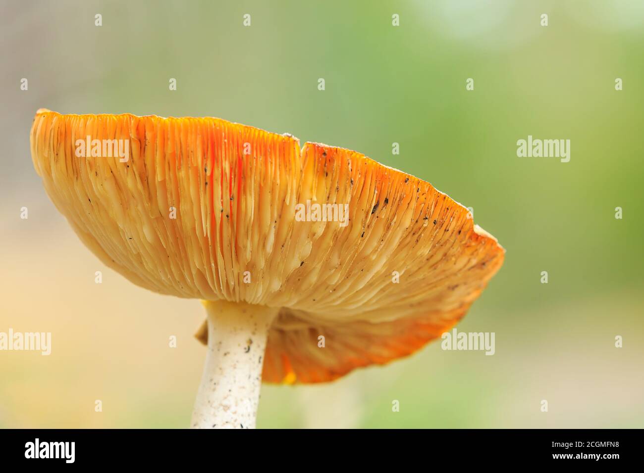 Traumhafte Nahaufnahme einer Aganita muscaria, Fliege Agaric Fly Amanita basidiomycota muscimol Pilz mit typischen weißen Flecken auf einem roten Hut in einem Wald. Entfällt Stockfoto