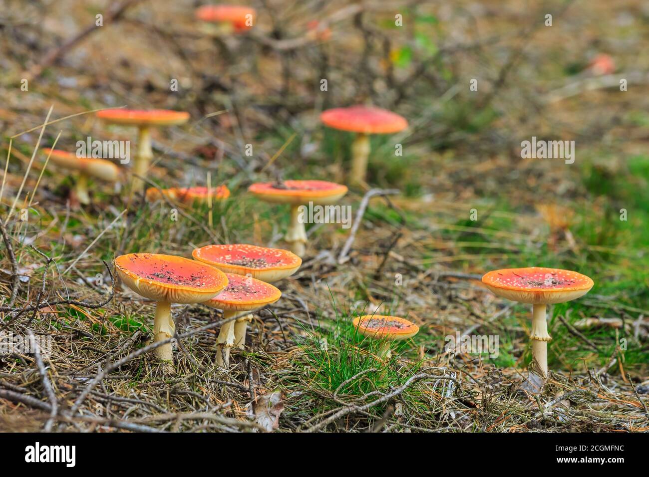 Amanita muscaria, fly Agaric oder amanita basidiomycota muscimol Pilz mit typischen weißen Flecken auf einem Red Hat in einem Wald fliegen. Natürliches Licht, lebendige Stockfoto