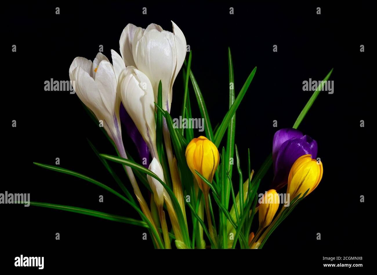 Bouquet von bunten Krokussen Vernus auf schwarzem Hintergrund. Nahaufnahme. Stockfoto