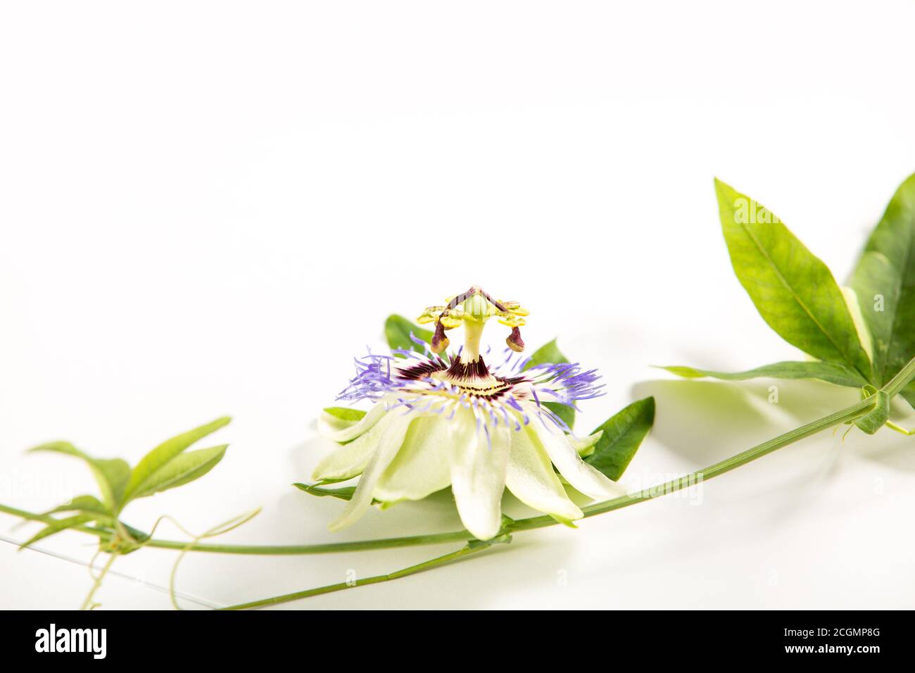 Passionsblume (Passiflora incarnata). Die Blätter und Stängel sind beruhigend. Die violette Passionsblume isoliert auf weißem Hintergrund Stockfoto