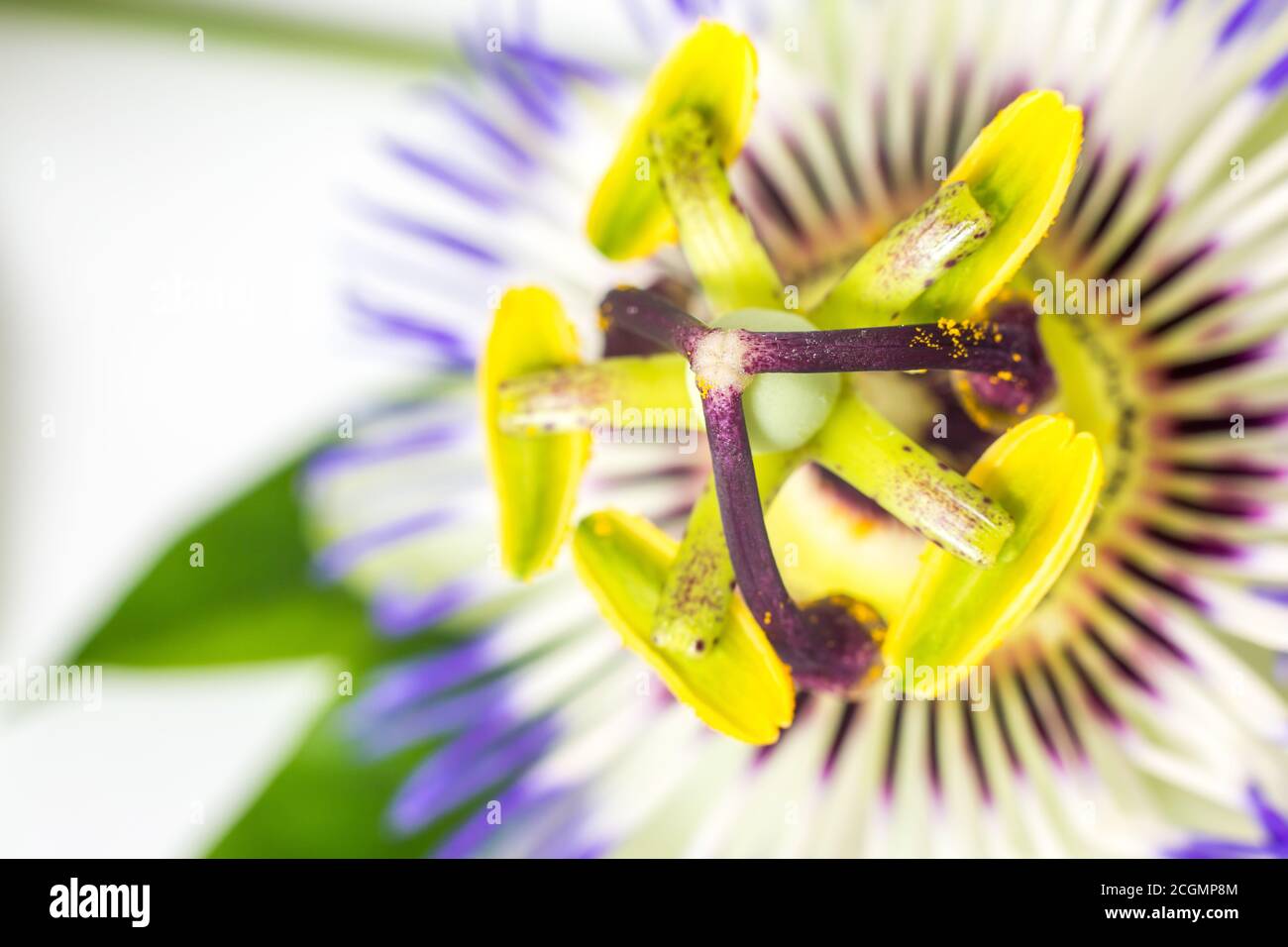 Passionsblume (Passiflora incarnata). Die Blätter und Stängel sind beruhigend. Die violette Passionsblume isoliert auf weißem Hintergrund.Nahaufnahme Stockfoto