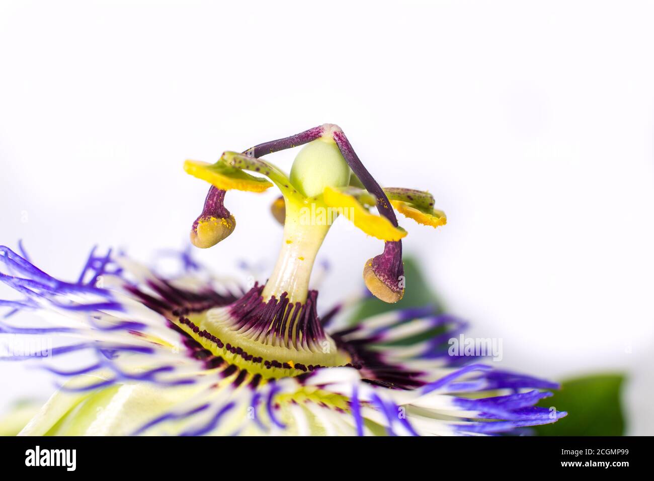 Passionsblume (Passiflora incarnata). Die Blätter und Stängel sind beruhigend. Die violette Passionsblume isoliert auf weißem Hintergrund.Nahaufnahme Stockfoto