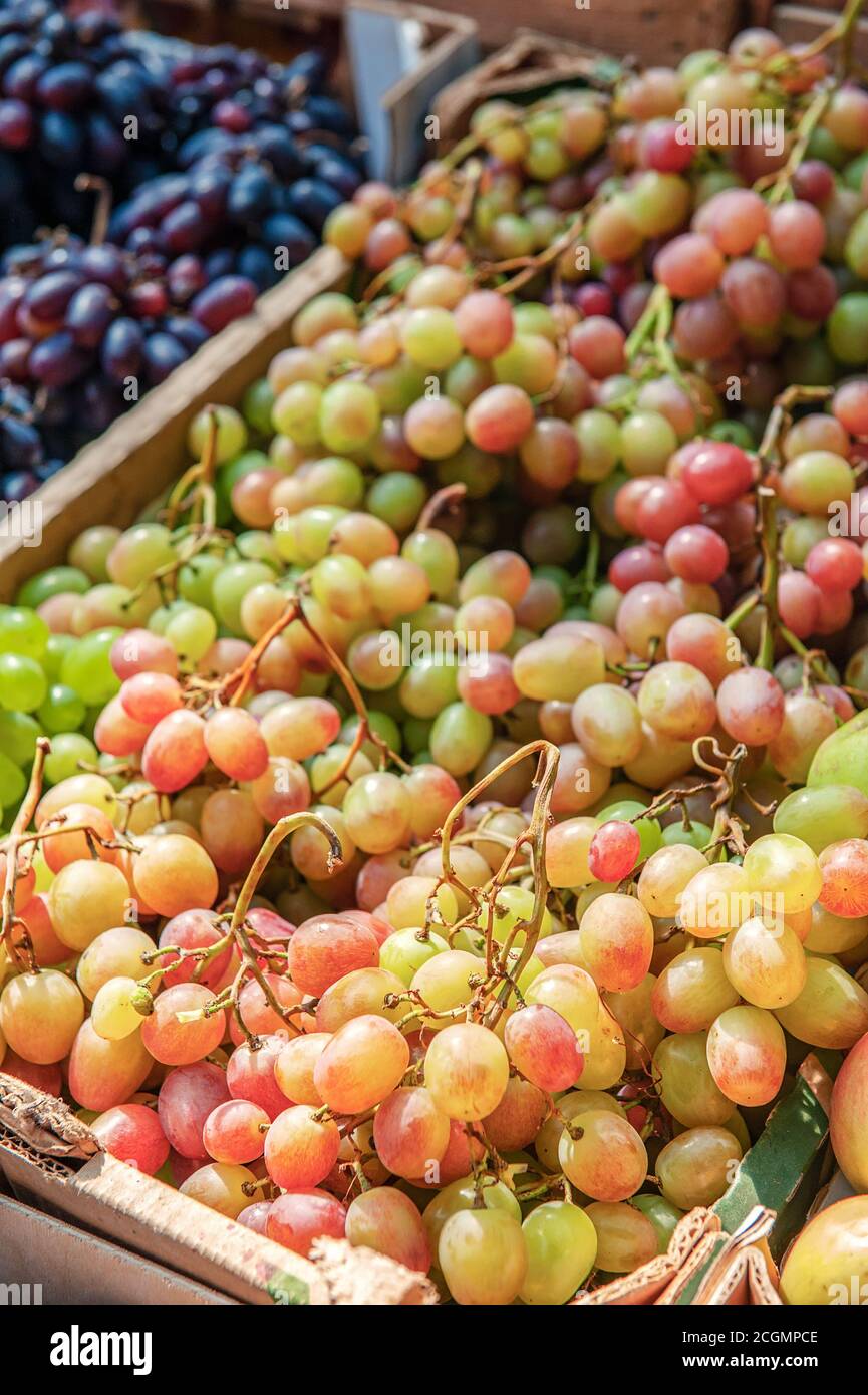 Trauben von verschiedenen Sorten von Trauben auf der Theke des Bauernmarktes. Trauben werden für den Verkauf vorbereitet. Trauben werden gesammelt Stockfoto