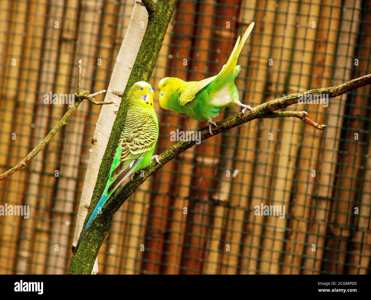 Zwei gelb grüne Wellensittiche sitzen auf einem Ast, Papagei, Vogel auch bekannt als Wellensittich Melopsittacus Stockfoto