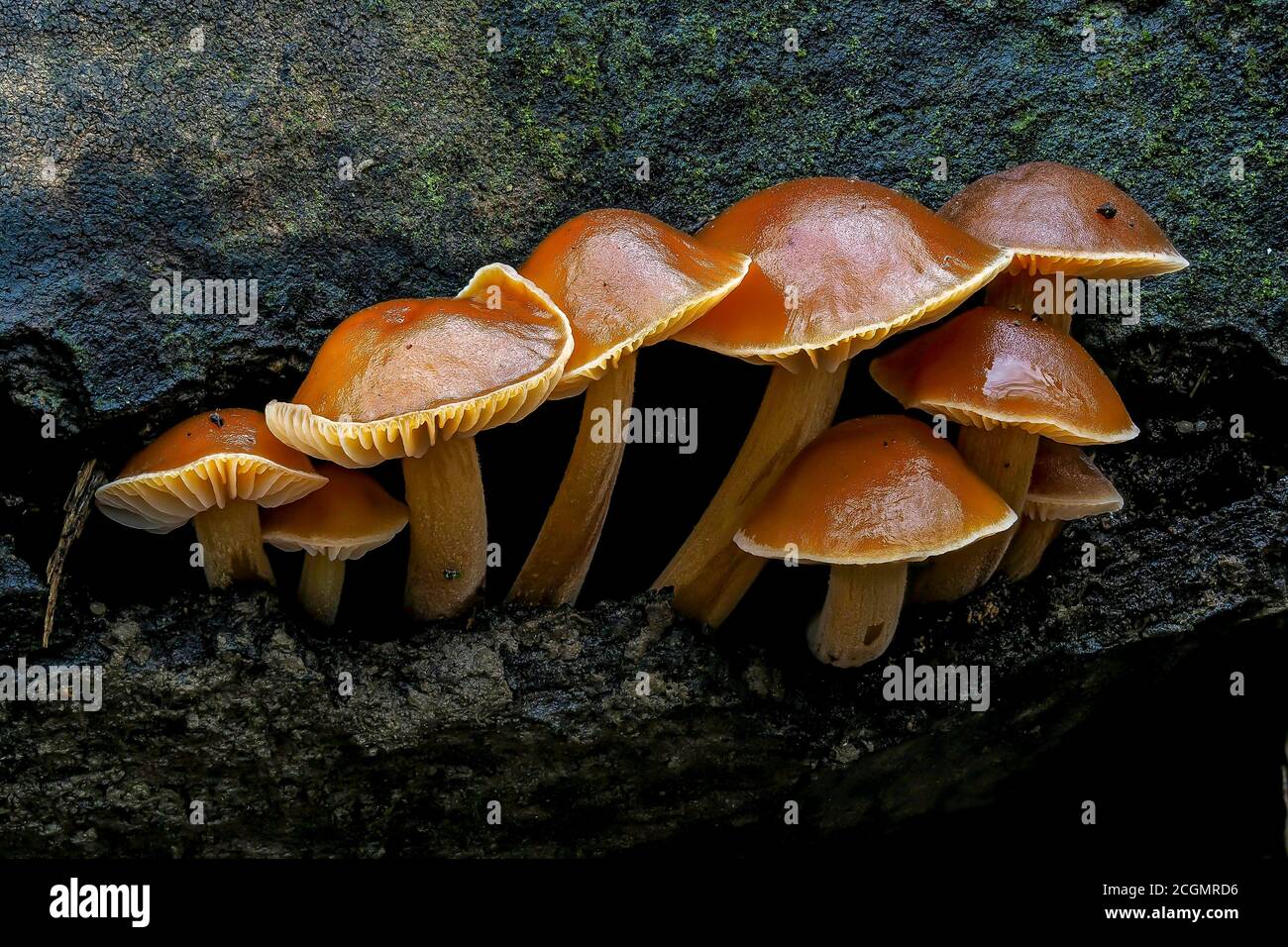 Der Samtschaft (Flammulina velutipes) - essbar Stockfoto