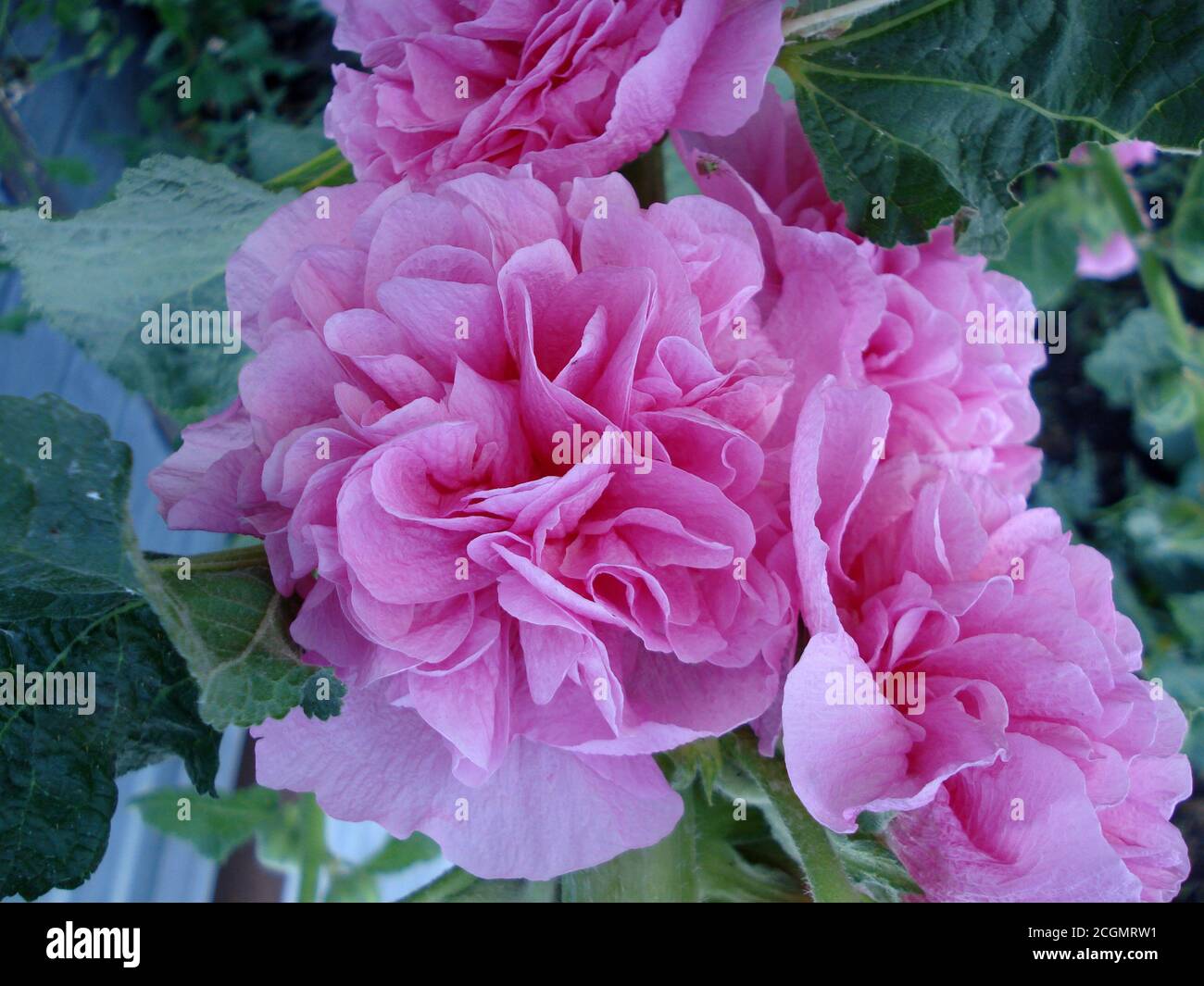 Malow Terry Newport. Rosa üppige Blüten mit grünen Blättern. Stockfoto