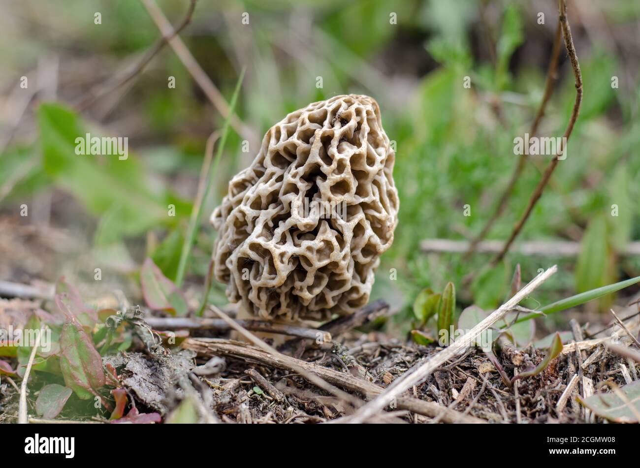 Morchella esculenta (auch bekannt als echte Morchel, gemeine Morchel, Morchel oder gelbe Morchel). Morchelpilz wächst im alten Garten. Stockfoto