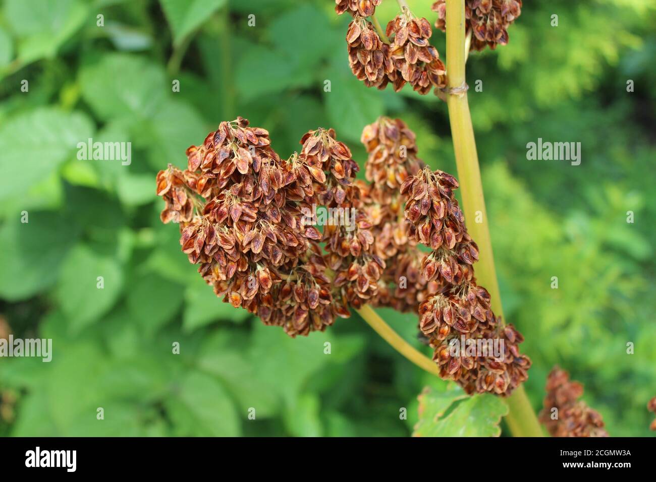 Rhabarber Samen. Rhabarberpflanze nach der Blüte auf einem langen Stiel. Stockfoto