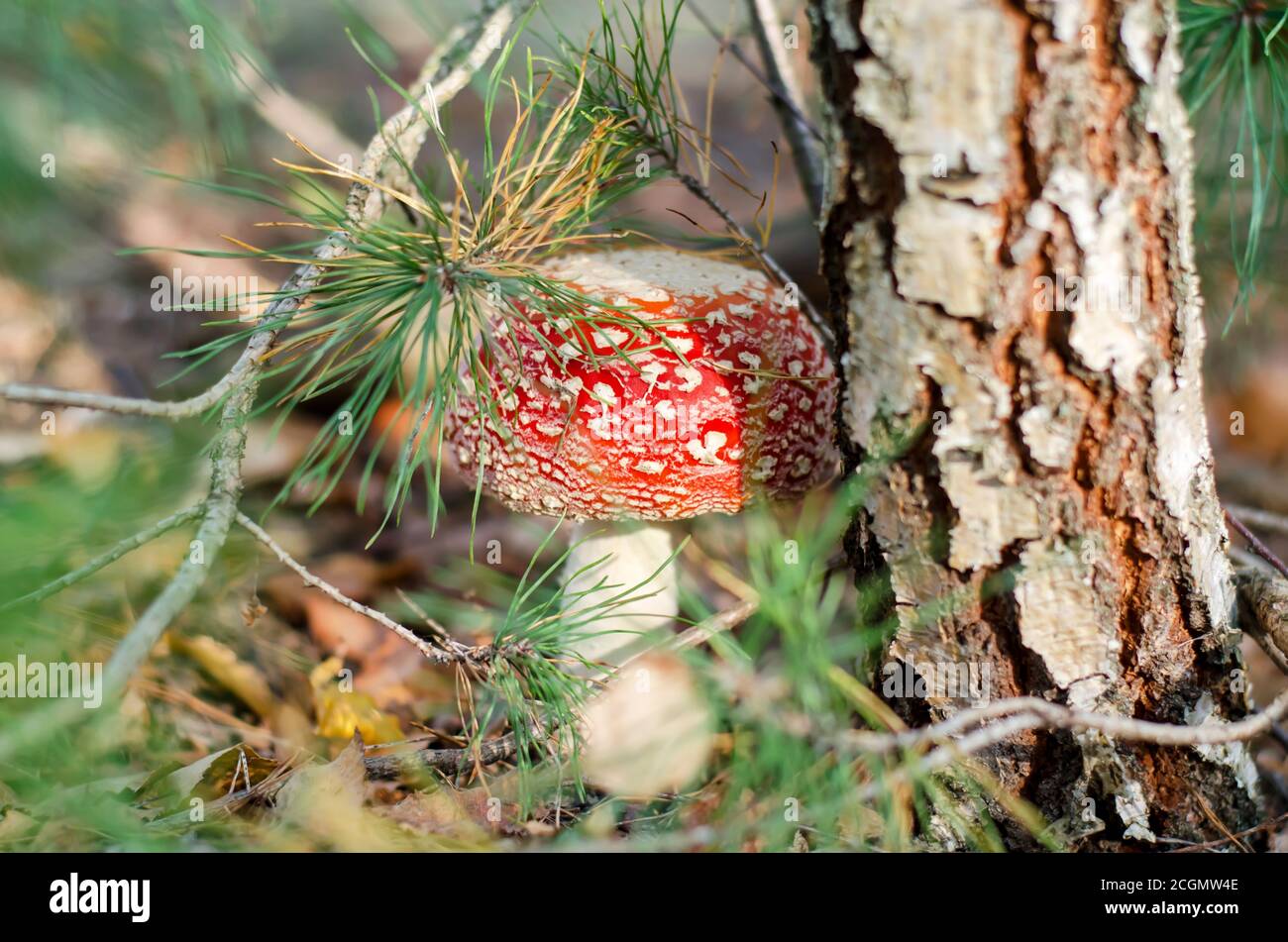 Amanita muscaria - halluzinogener und giftiger Pilz, Ukraine. Geringe Schärfentiefe, Nahaufnahme. Stockfoto