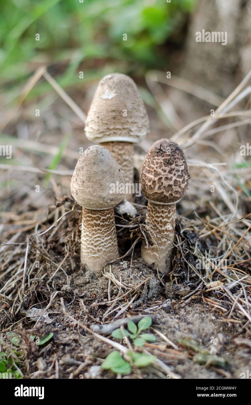 Macrolepiota procera. Drei kleine Pilze Sonnenschirm. Ukraine Stockfoto