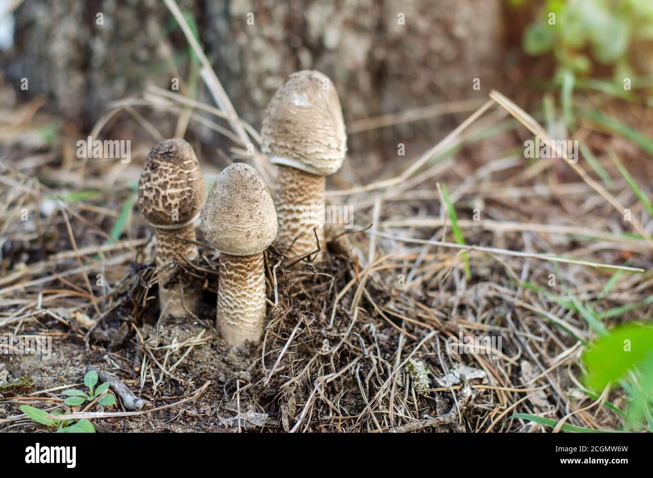 Macrolepiota procera. Drei kleine Pilze Sonnenschirm. Ukraine. Geringe Schärfentiefe, Nahaufnahme. Stockfoto