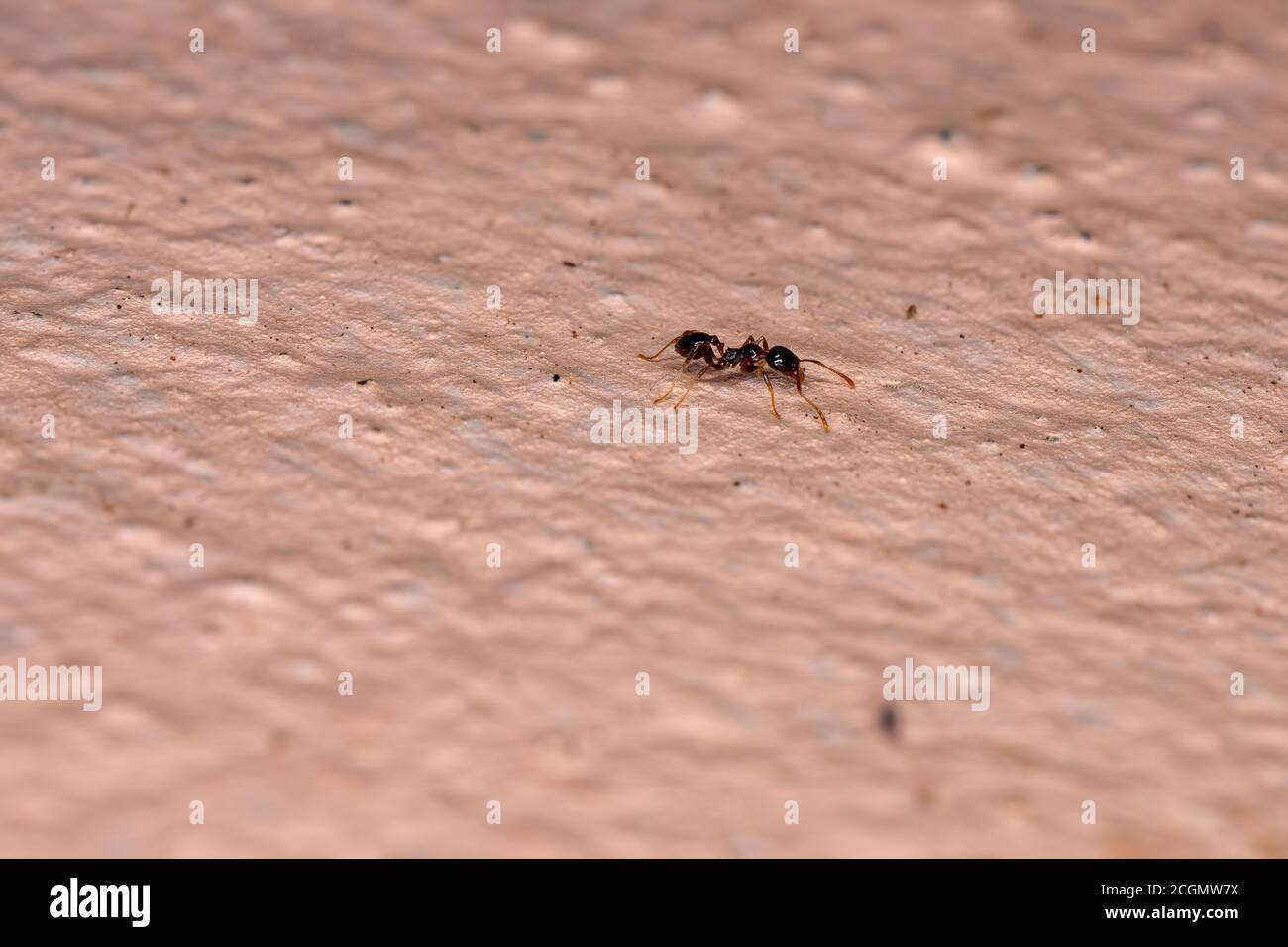 Kleine Ameise aus der Familie Formicidae Stockfoto