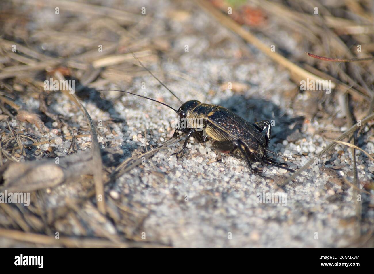 Gryllus campestris. Feld Cricket in seinem natürlichen Lebensraum. Fauna der Ukraine. Geringe Schärfentiefe, Nahaufnahme. Stockfoto