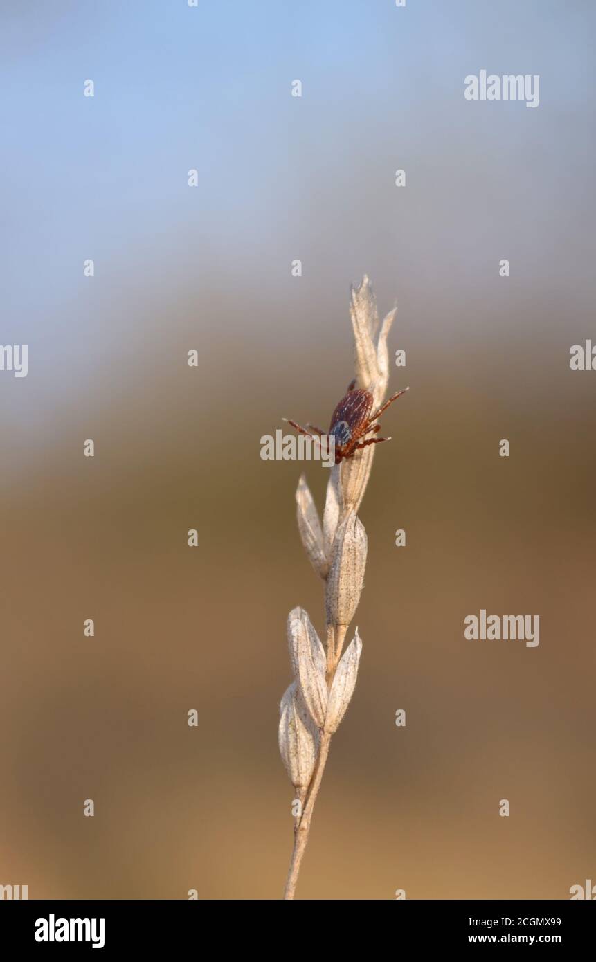 Dermacentor. Milbe sitzt auf trockenem Grashalm während der Jagd in seinem natürlichen Lebensraum. Fauna der Ukraine. Geringe Schärfentiefe, Nahaufnahme. Stockfoto