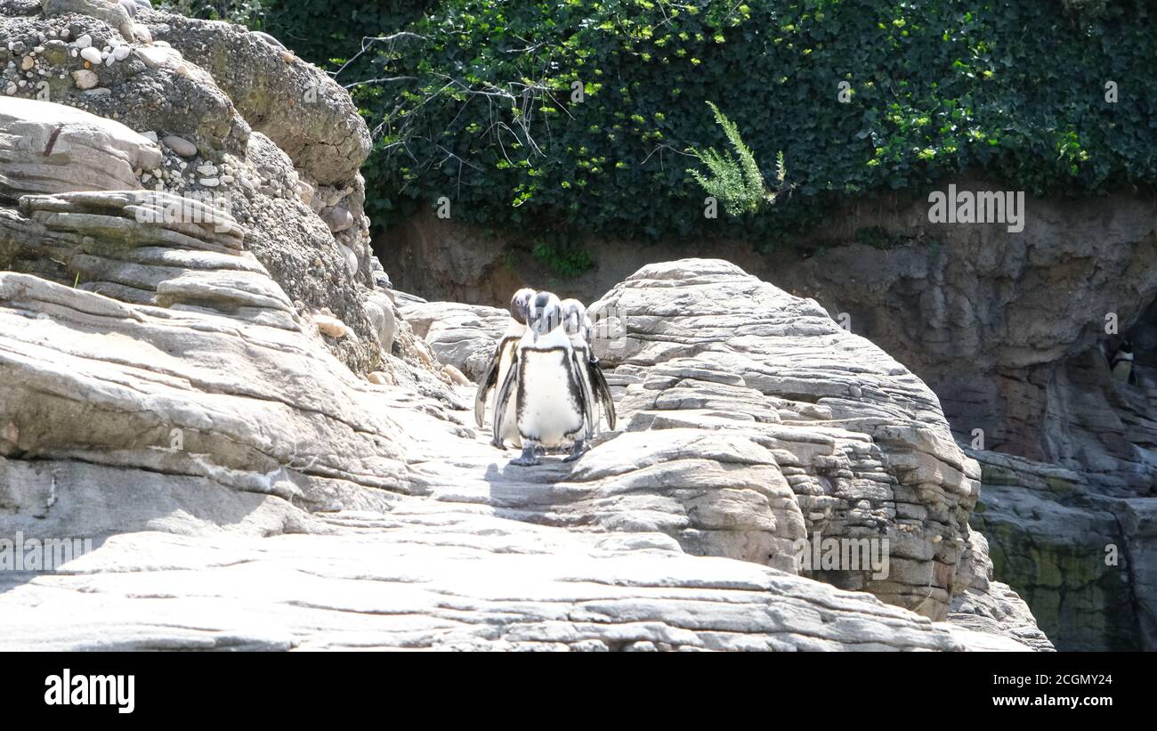 Afrikanische Pinguine Stockfoto