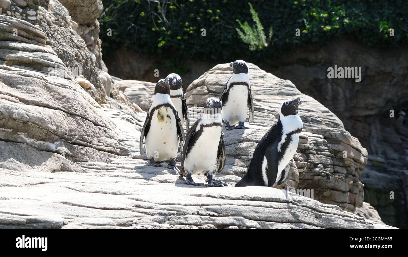 Afrikanische Pinguine Stockfoto