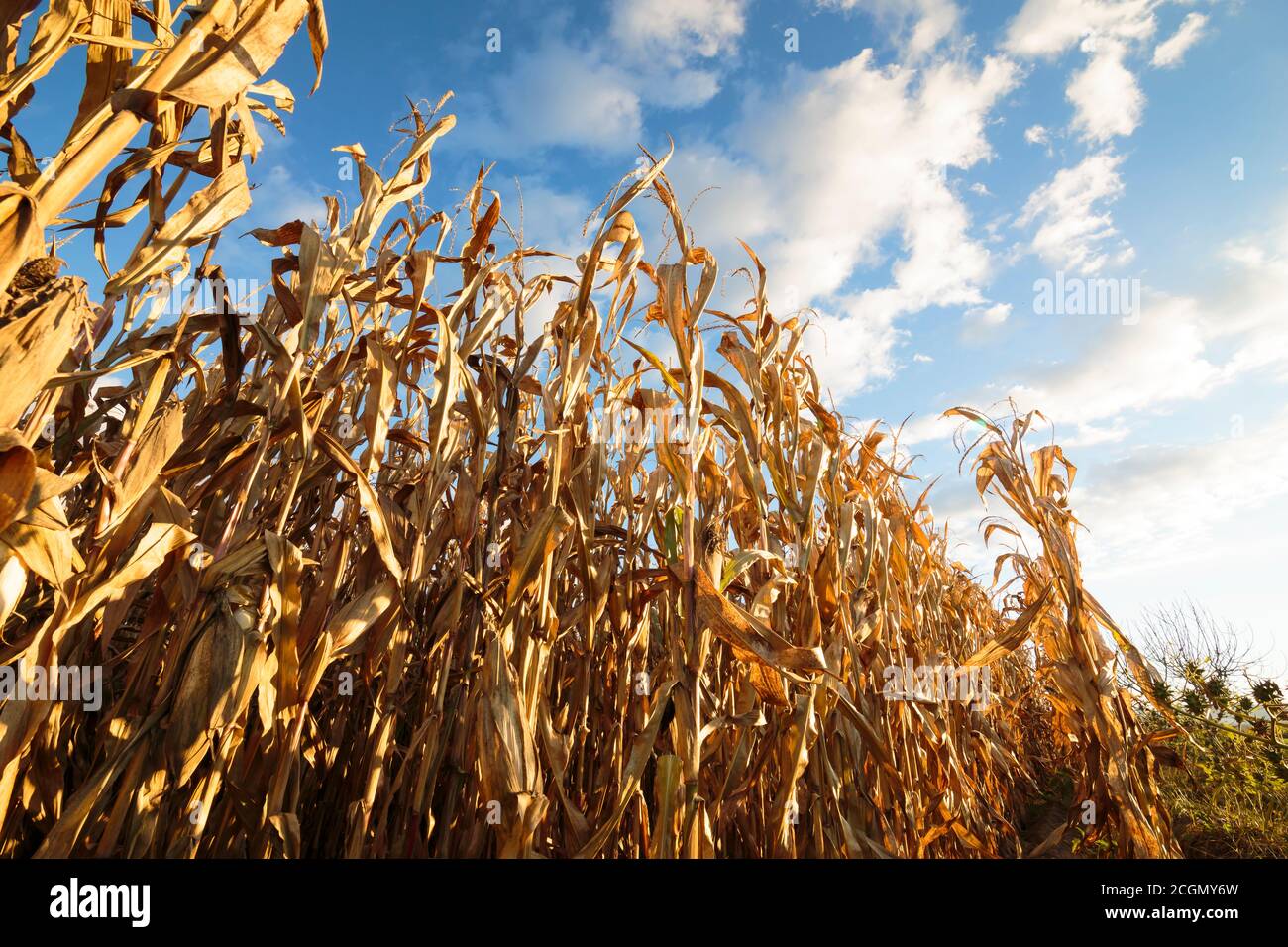 Goldene Maisplantage mit blauem Himmel backgorund. Stockfoto