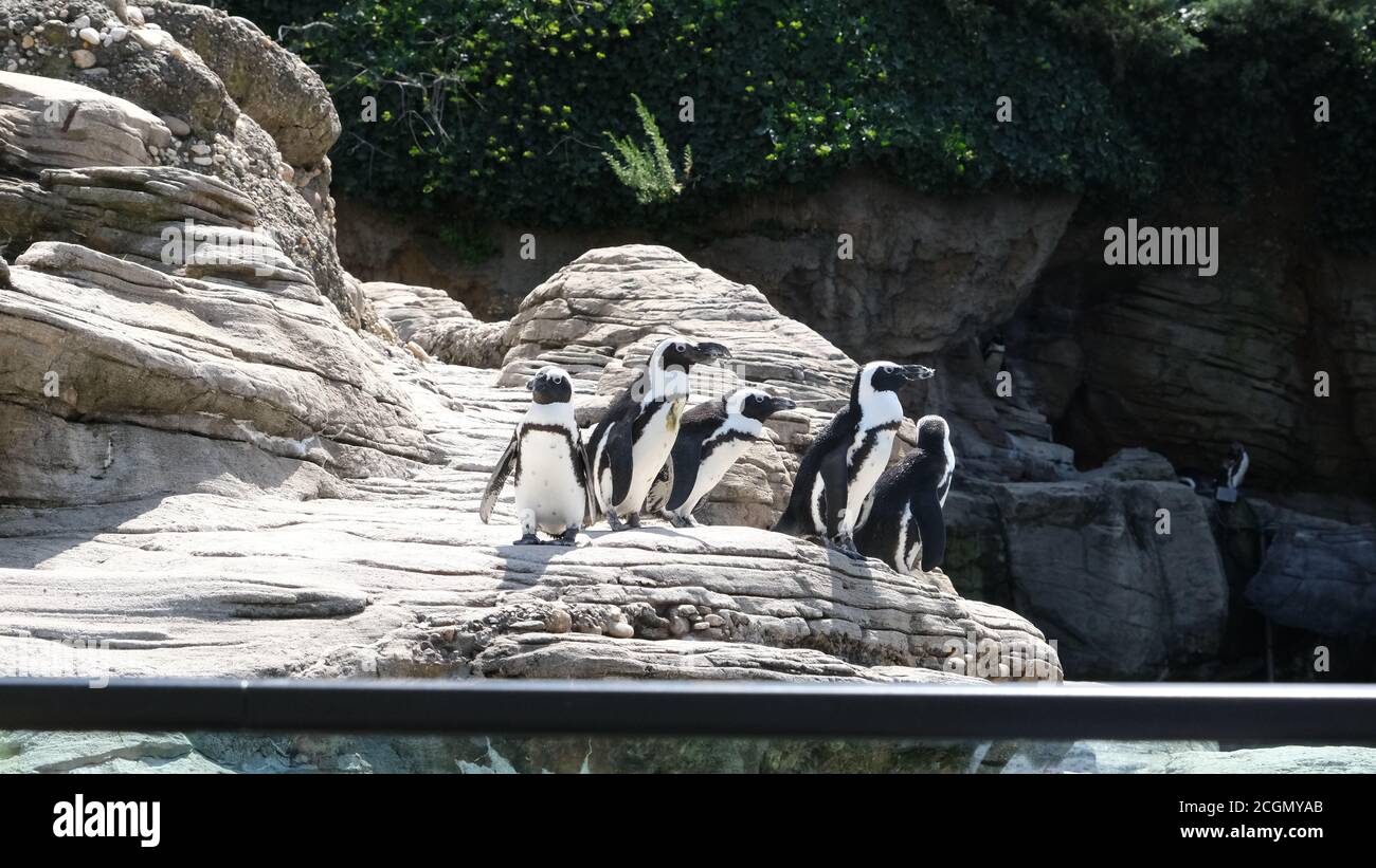 Afrikanische Pinguine Stockfoto