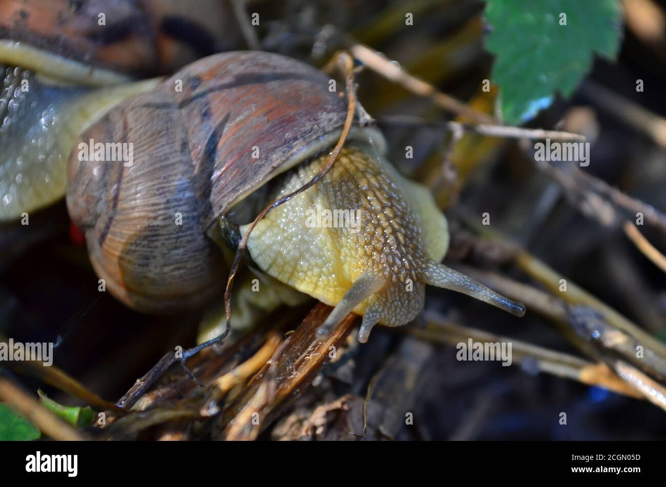 Gastropode. Gemeinsame Gartenschnecke kriecht auf trockenen Ästen. Fauna der Ukraine. Geringe Schärfentiefe, Nahaufnahme. Stockfoto