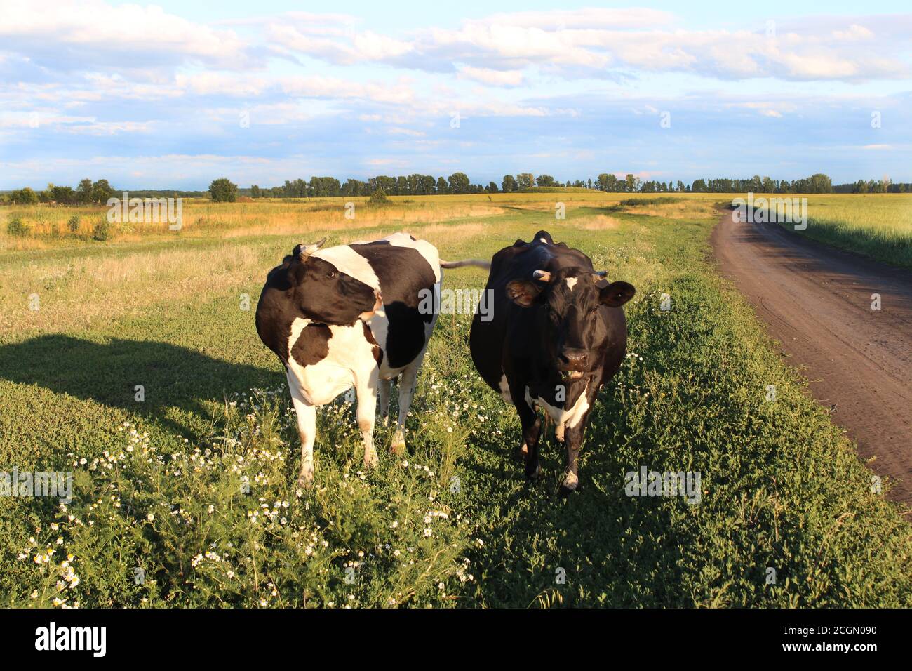 Eine gefleckte Kuh grast das Gras auf einer Wiese an der Straße. Stockfoto