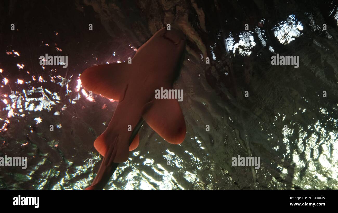 Schwesternfisch Stockfoto