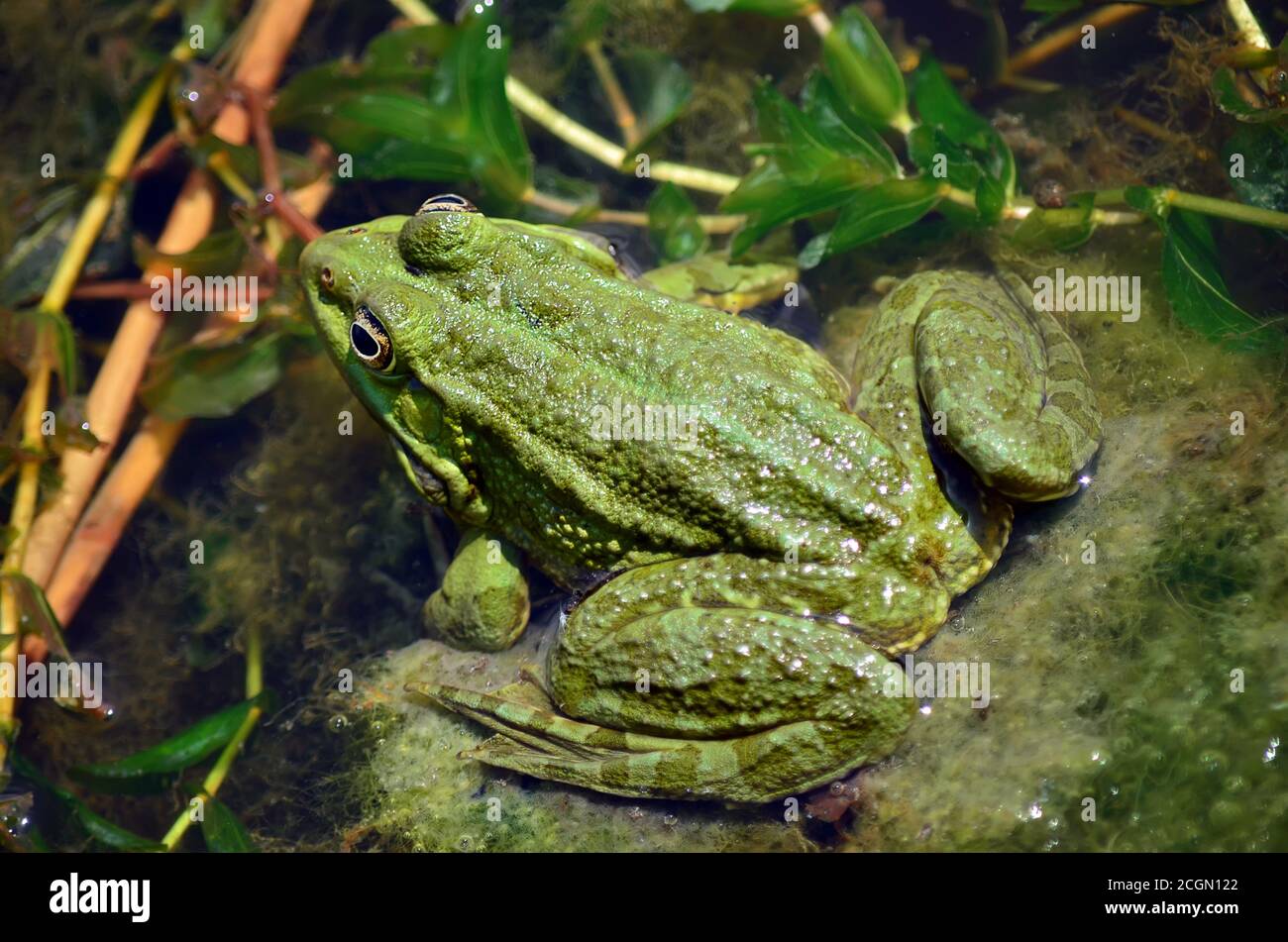 Grüner Frosch in einem Teich in seinem natürlichen Lebensraum. Fauna der Ukraine. Geringe Schärfentiefe, Nahaufnahme. Stockfoto