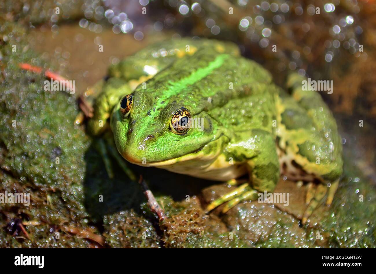 Grüner Frosch sitzt am Ufer des Teiches in einem natürlichen Lebensraum. Fauna der Ukraine. Geringe Schärfentiefe, Nahaufnahme. Stockfoto