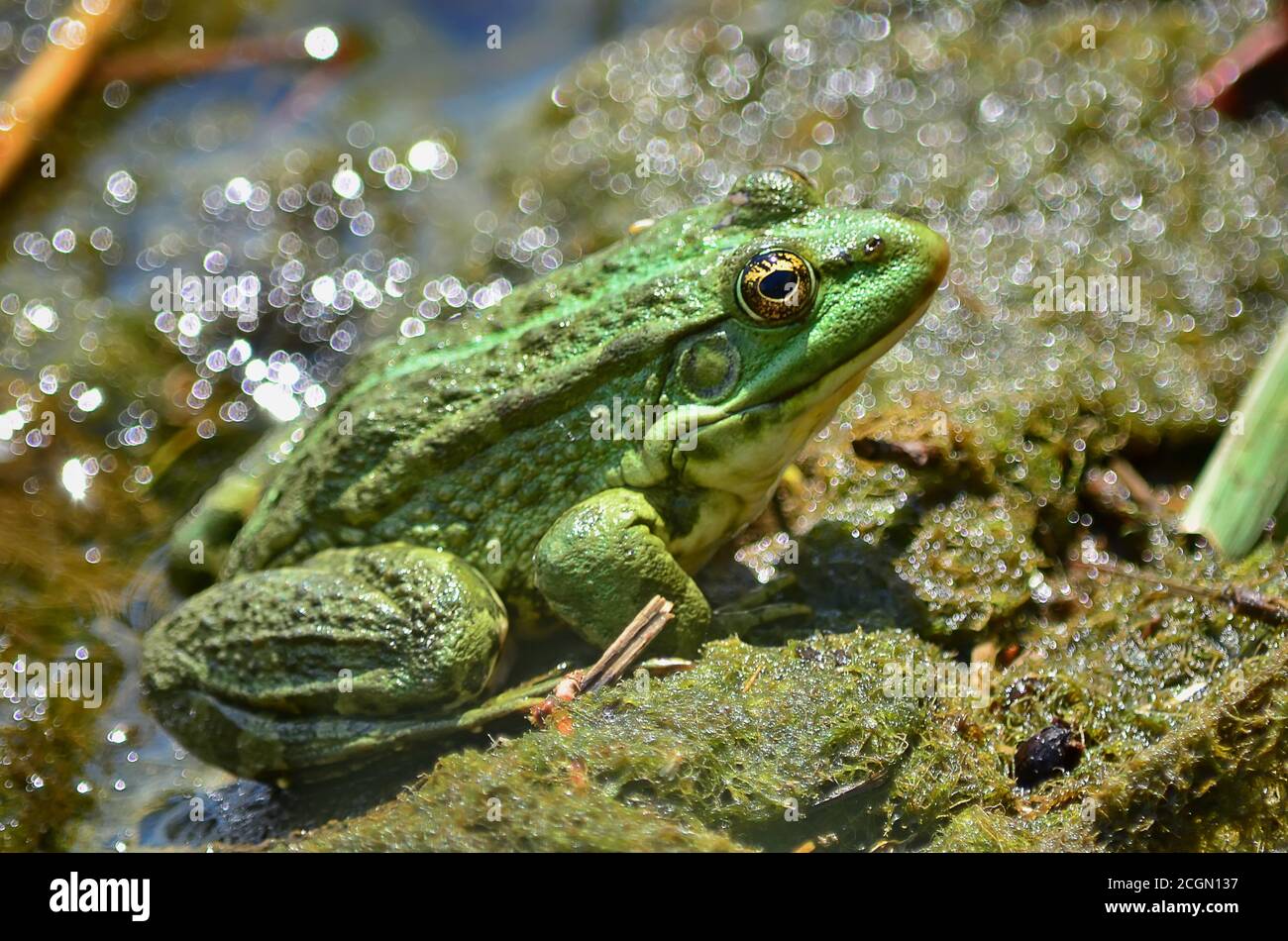 Grüner Frosch sitzt am Ufer des Teiches in einem natürlichen Lebensraum