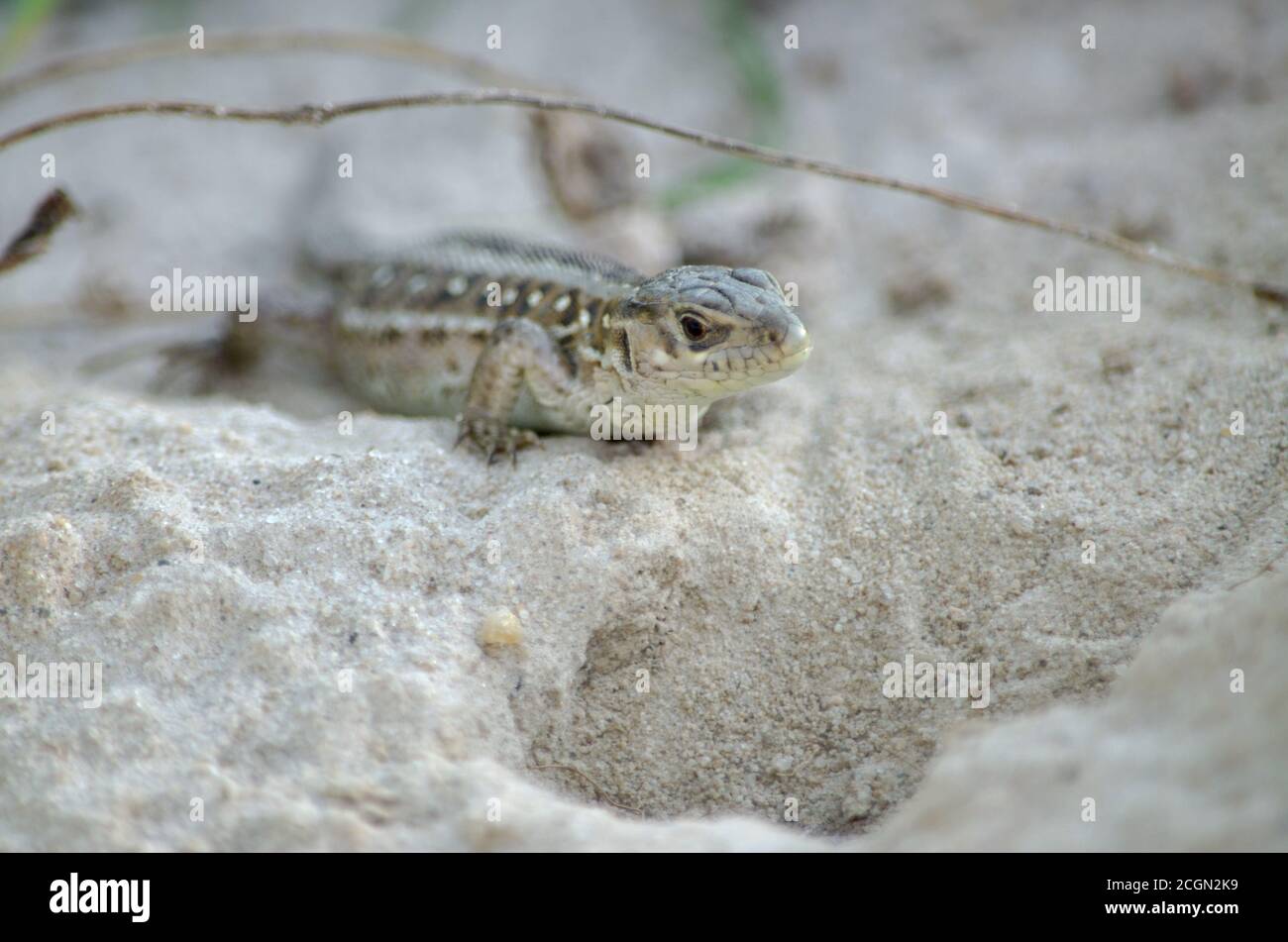 Sandeidechse in ihrem natürlichen Lebensraum. Fauna der Ukraine. Geringe Schärfentiefe, Nahaufnahme. Stockfoto