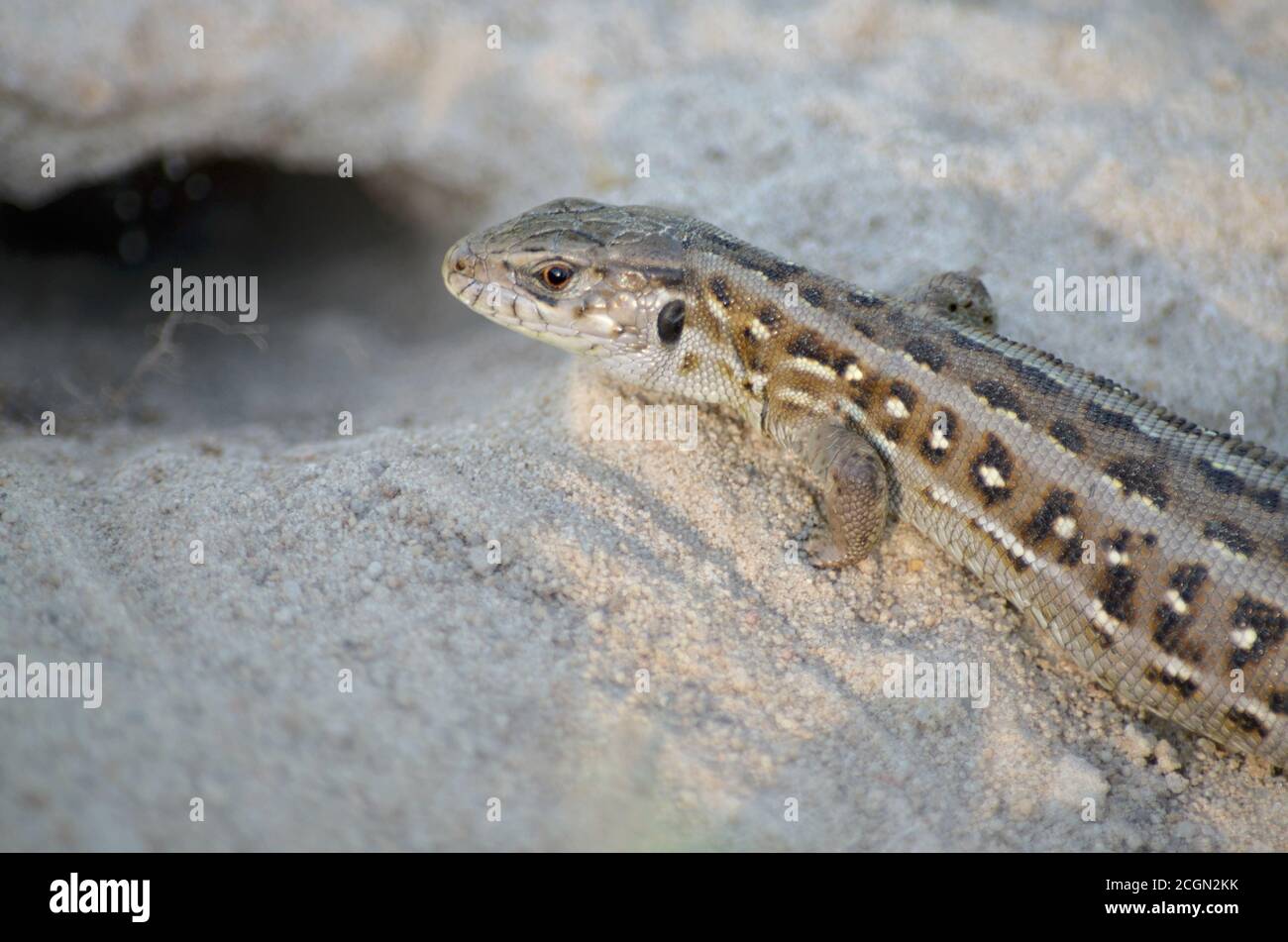 Sandeidechse in der Nähe ihrer Höhlen in natürlichen Lebensraum. Fauna der Ukraine. Geringe Schärfentiefe, Nahaufnahme. Stockfoto