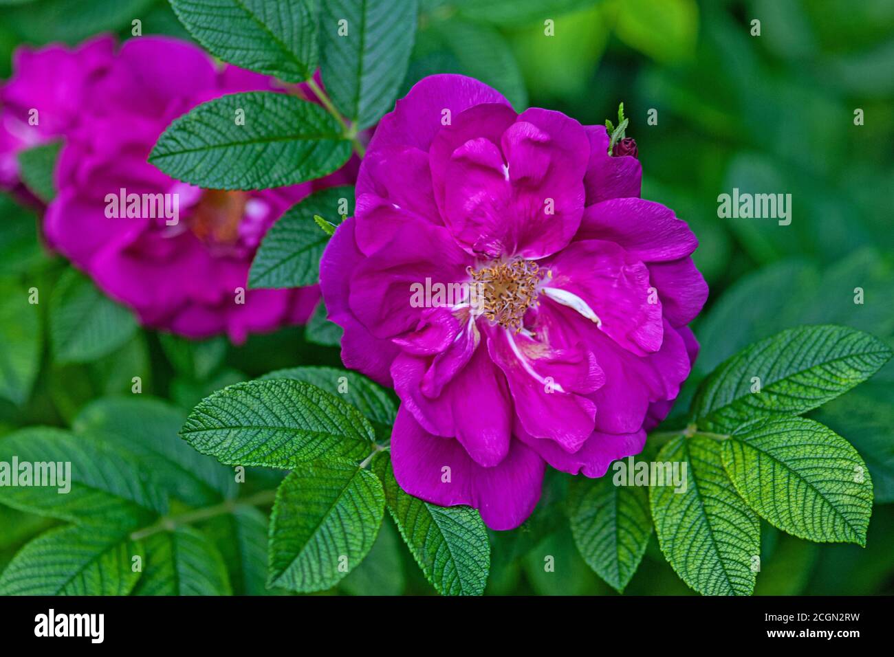 Rosa rugosa Thunb. Wilde Rosenblüten am Busch Stockfoto