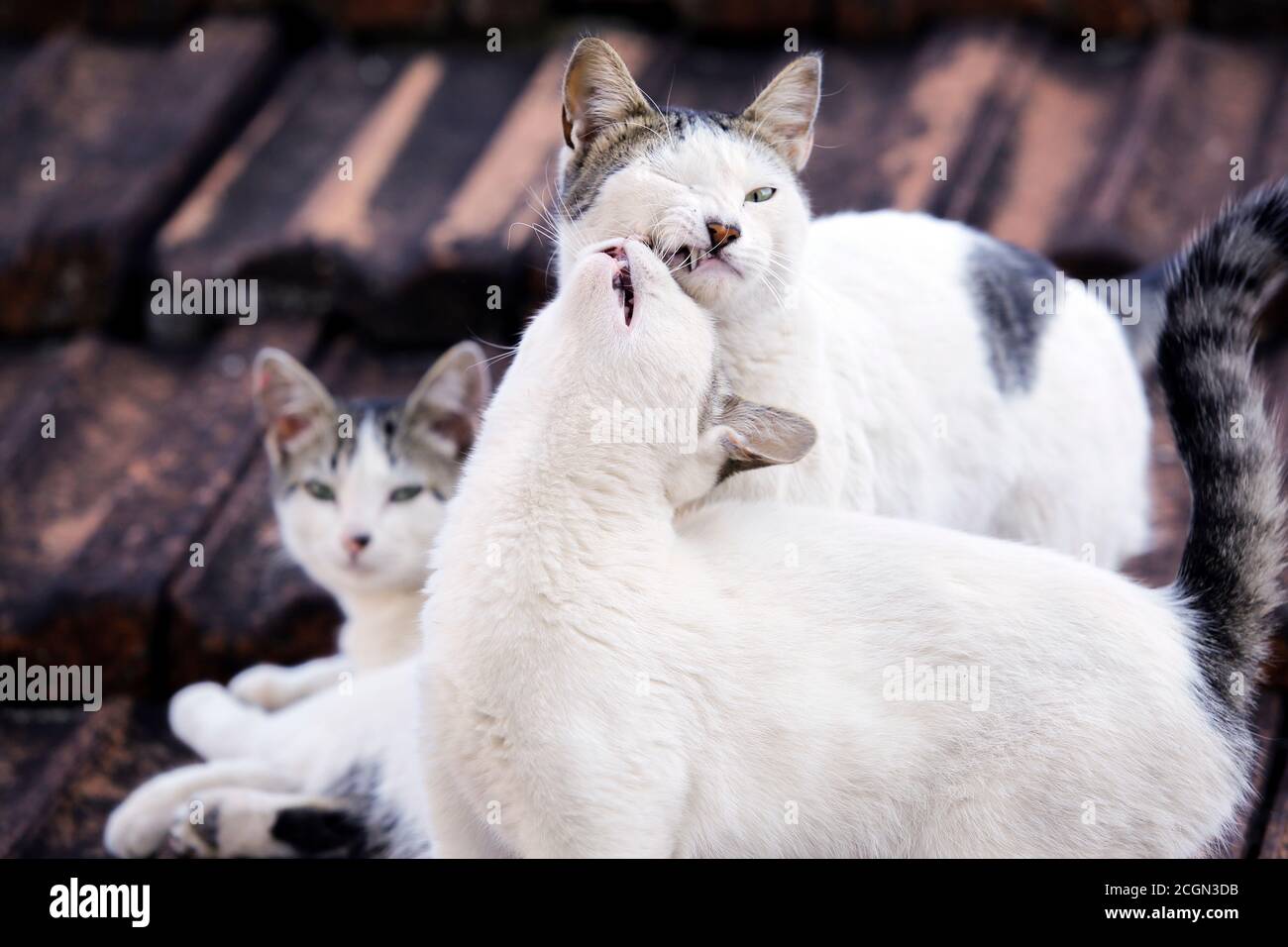 Weiße Katzen Tiere spielen und glücklich auf dunklem Dach Stockfoto