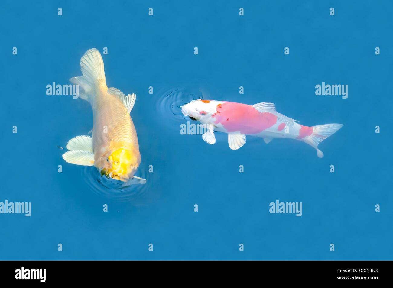 Zwei bunte Zierfische, einer rot-weiß und der andere gelb, schweben in einem Teich, Blick von oben Stockfoto