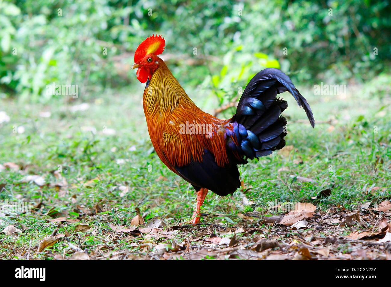 Männliches Sri Lanka Jungle Fowl, mit rotem Kopf und Rüschen, goldenem Hals, orangefarbenem Körper und glänzendem Indigoschwanz, steht im offenen Bereich des wilpattu Nationalpark jung Stockfoto