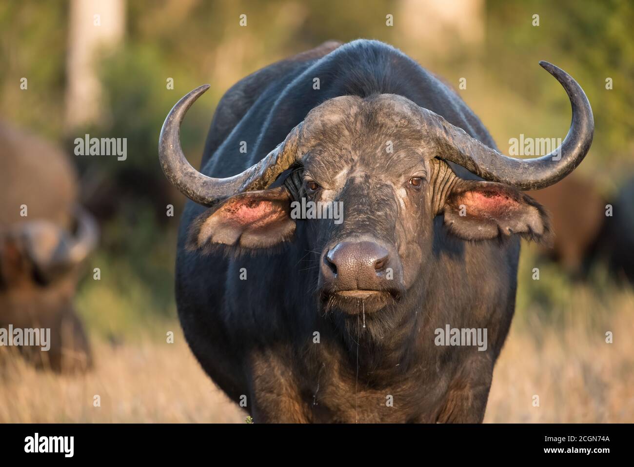 Kapbüffel in freier Wildbahn im Maasai Mara Reservat in Kenia. Stockfoto