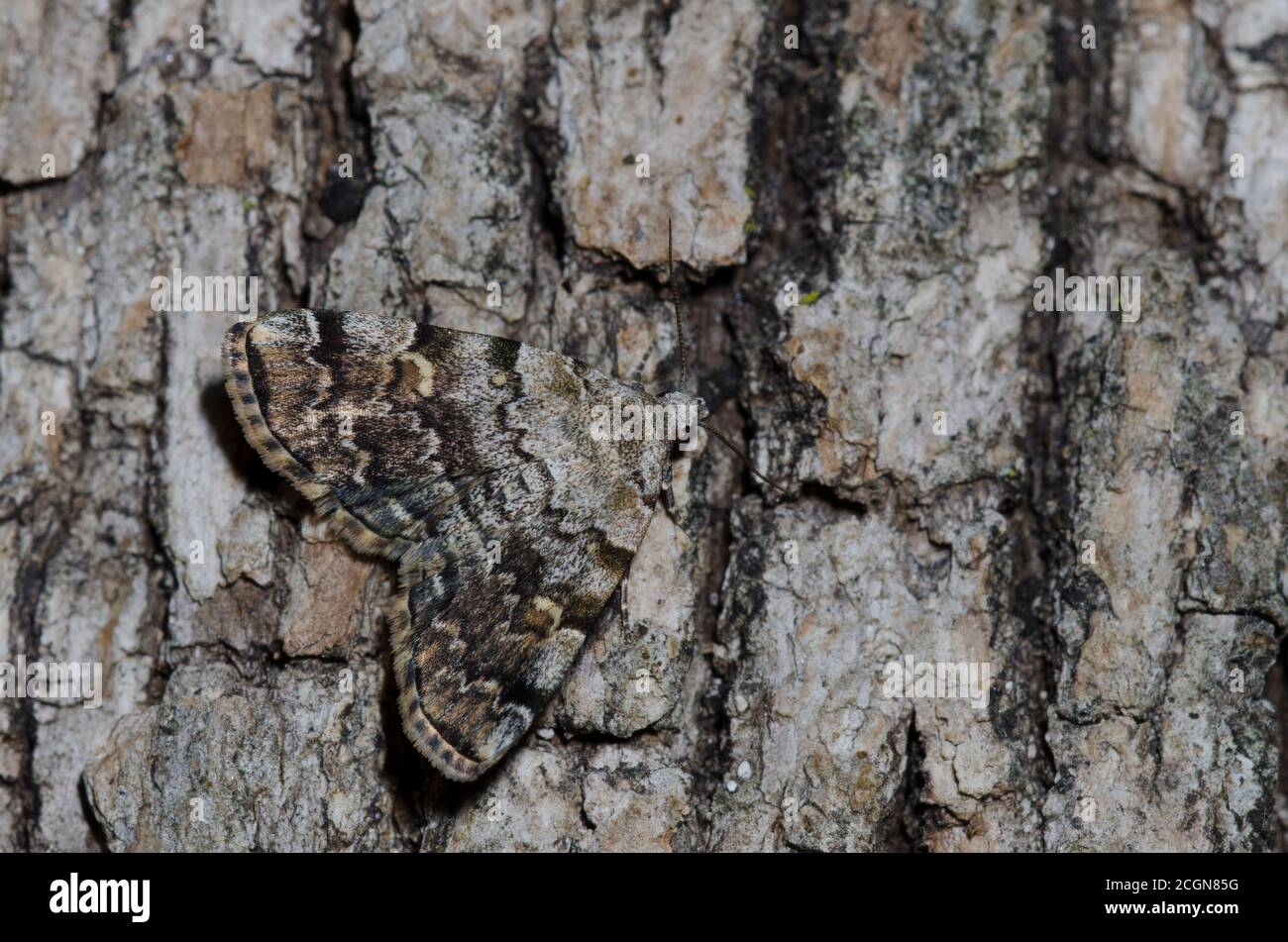 American Idia, Idia americalis Stockfoto