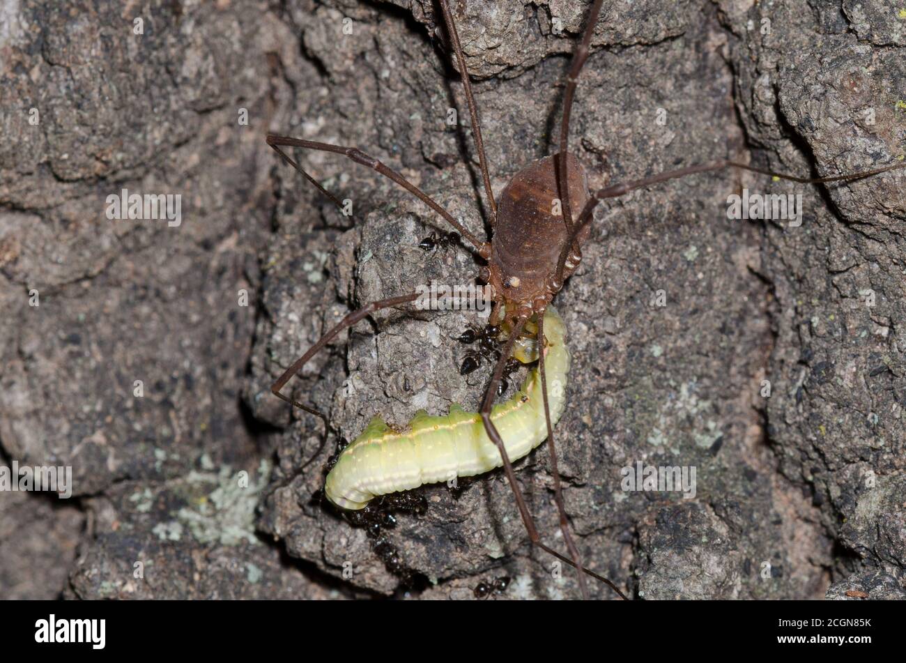 Harvestman, Order Opiliones, und Akrobaten Ameisen, Crematogaster sp., scavenging auf toten Raupe Stockfoto