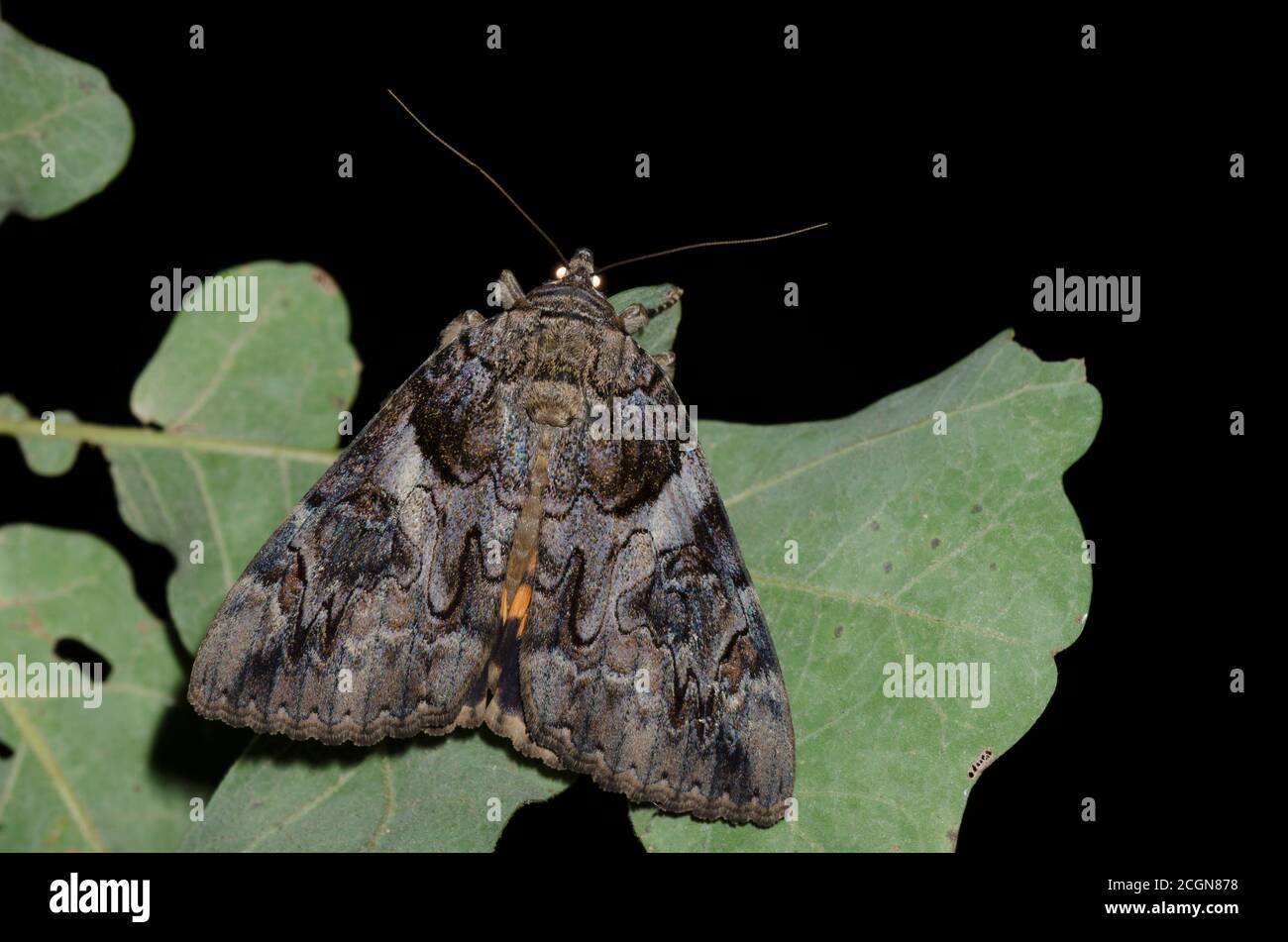 Der Büßer, Catocala piatrix, fotografiert bei Nacht Stockfoto