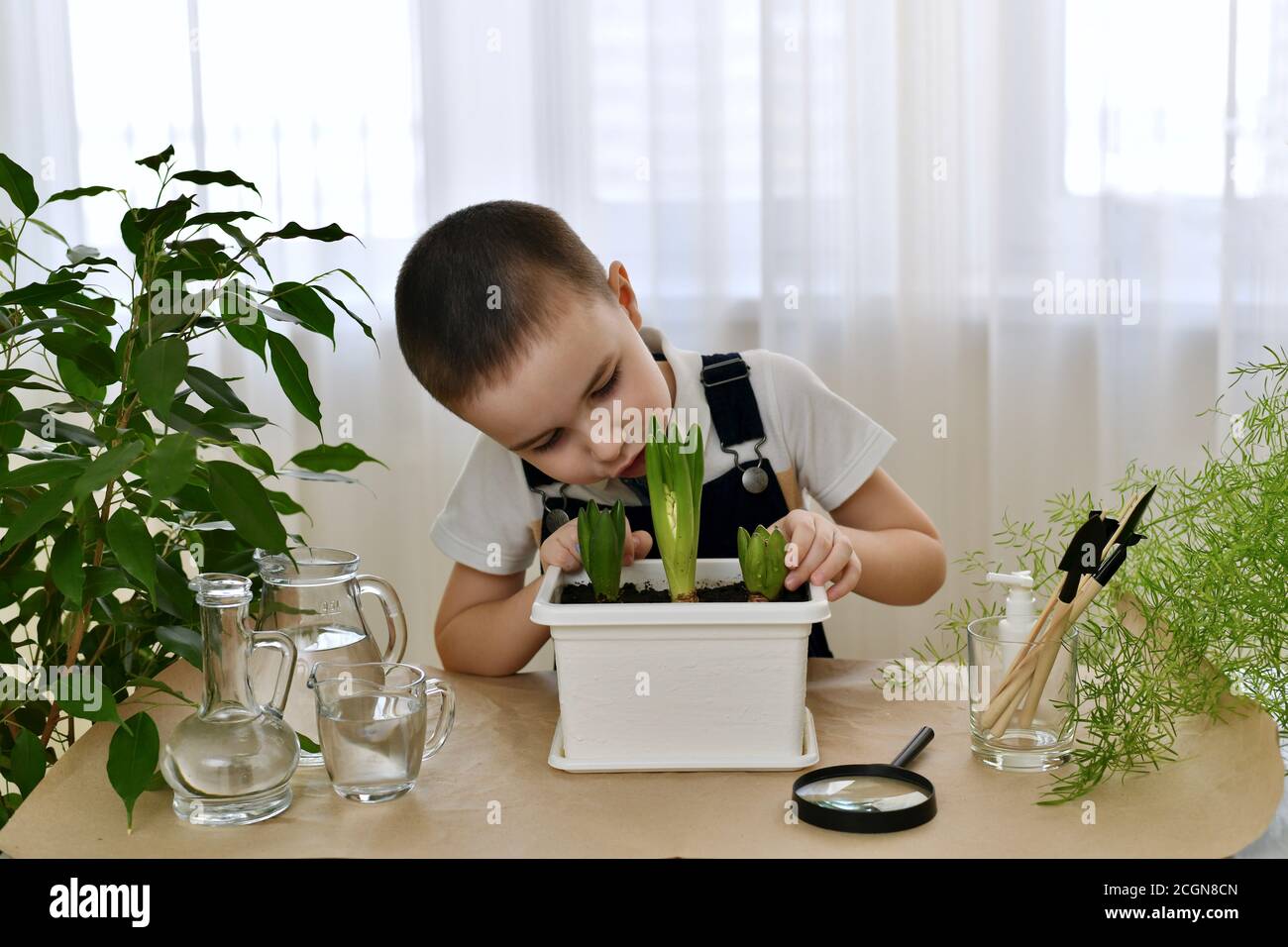 Der Junge beobachtet das Wachstum von gepflanzten Hyazinthbirnen. Er lehnte sich über die Blume und versucht von der Seite nach innen zu schauen. Stockfoto