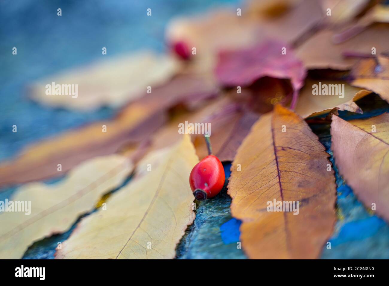 Die Herbstblätter sind in der Komposition auf dem Stein angeordnet. Stockfoto
