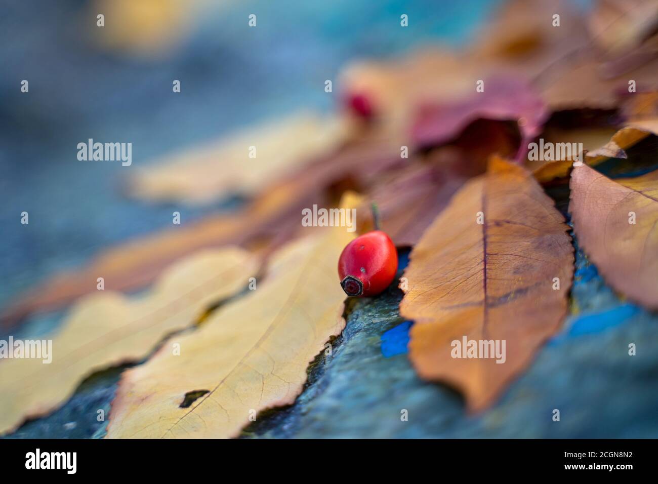 Die Herbstblätter sind in der Komposition auf dem Stein angeordnet. Stockfoto