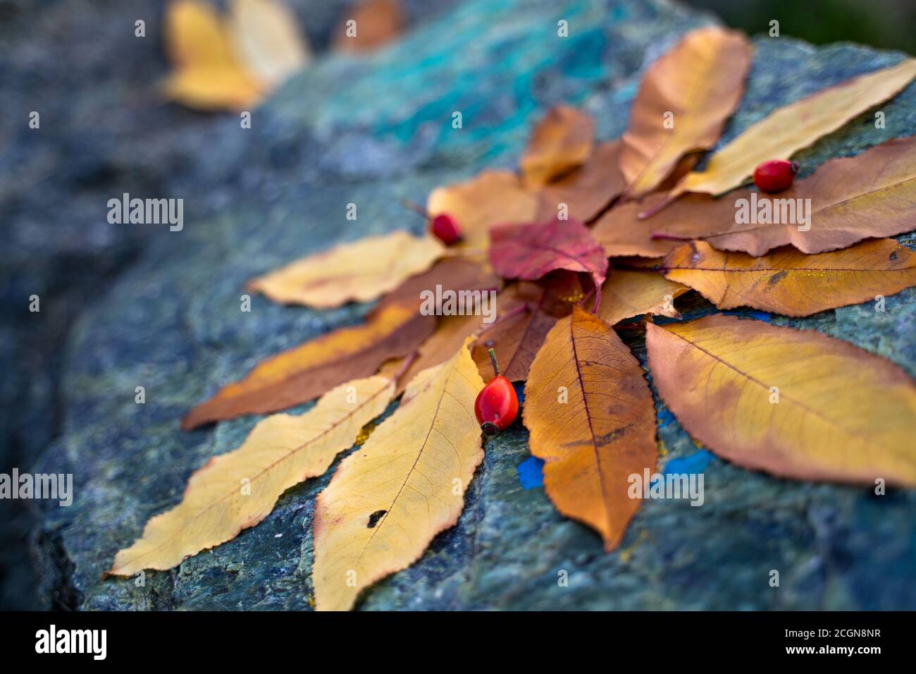Die Herbstblätter sind in der Komposition auf dem Stein angeordnet. Stockfoto