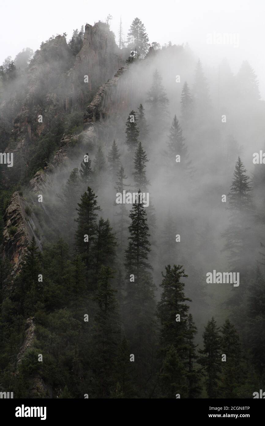 Landschaft aus Nebel und Kiefern in der Nähe von Jiangxi Linchiang, Nanqian, Provinz Qinghai, China 5. August 2007 Stockfoto