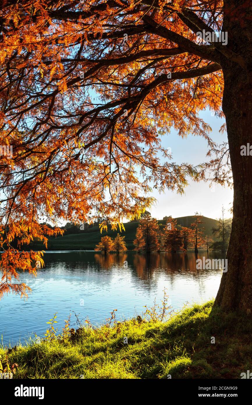 Eine kahle Zypresse mit goldrotem Herbstlaub an der Seite Eines Sees Stockfoto