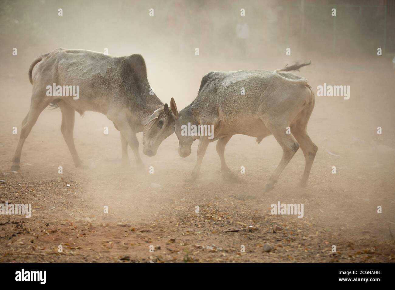 Zwei rivalisierende indian Angry Bulls wilden Kampf, Laden Stier, staubigen rundum, kopieren Raum, um Text zu schreiben. Stockfoto