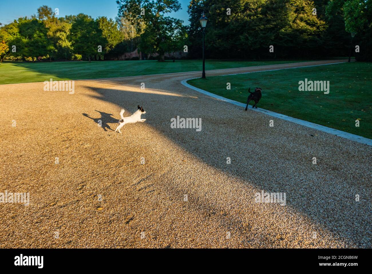 2 Hunde jagen sich gegenseitig auf dem Landhausgrundgarten Laufwerk Stockfoto