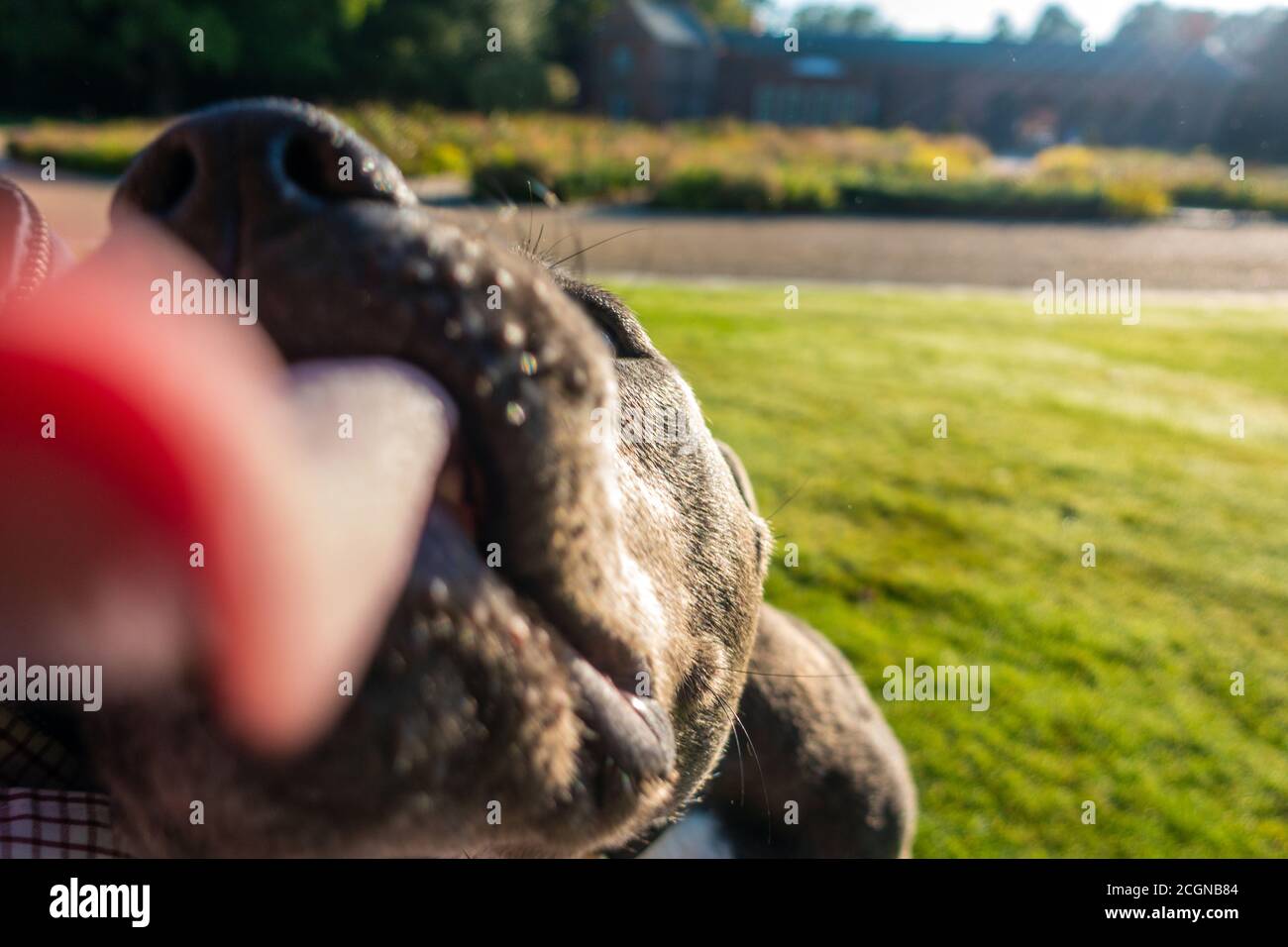 Nahaufnahme von Young Staffy Hund leckt die Kamera-Objektiv Stockfoto