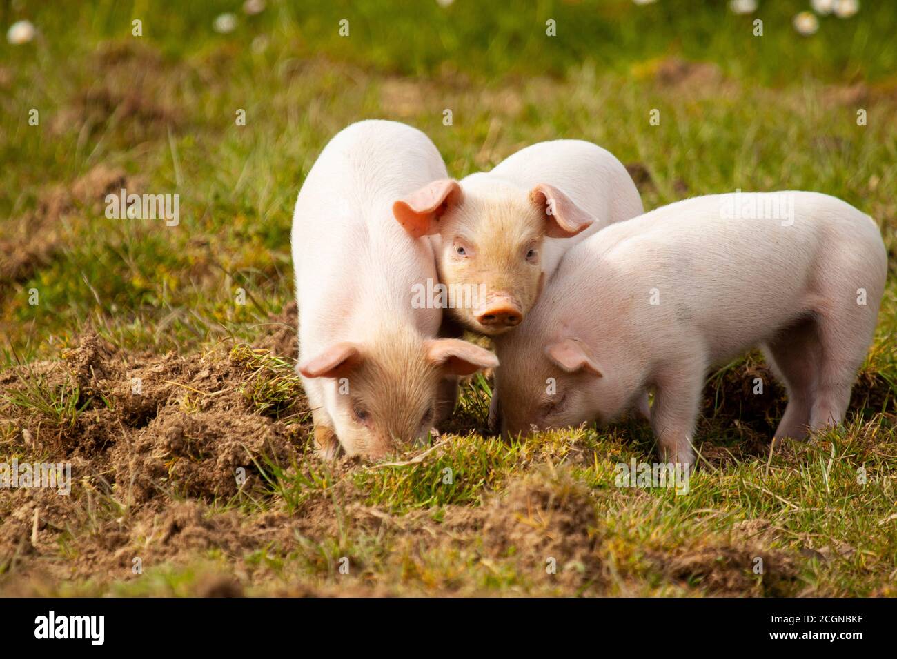 Nahaufnahme von drei kleinen Schweinen (Ferkel), die zusammen auf einer Weide grasen. Zwei von ihnen tauchen im Gras, während die in der Mitte i Stockfoto Nahaufnahme von drei kleinen Schweinen (Ferkel), die zusammen auf einer Weide grasen. Zwei von ihnen tauchen im Gras, während die in der Mitte i Stockfoto