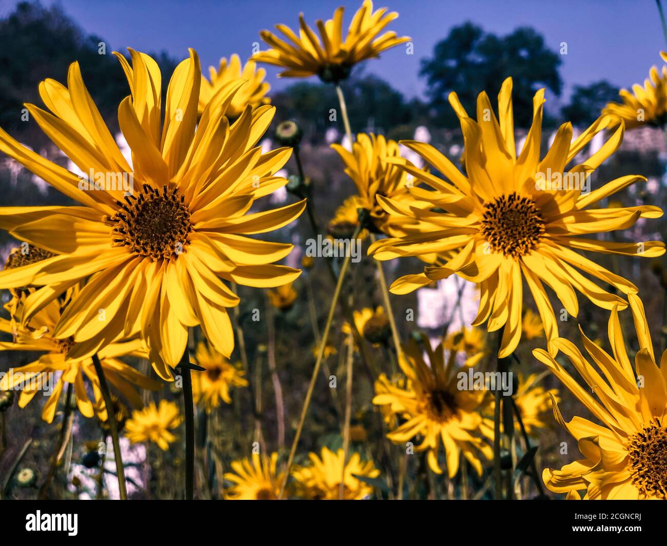 Jerusalemer Artischocke (Helianthus tuberosus), Blumen, selektiver Fokus, Nahaufnahme. Gelbe Topinambur Blüten. Gesundes Lifestyle-Konzept. Stockfoto