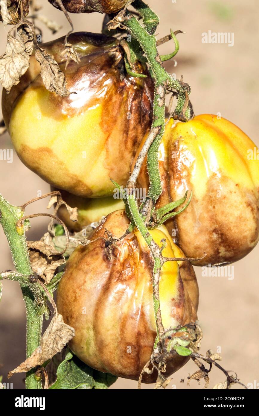 Tomatenkrankheit, Spätbrand oder Kartoffelbrand. Unreife Tomaten infizierten Blight Phytophthora infestans Stockfoto